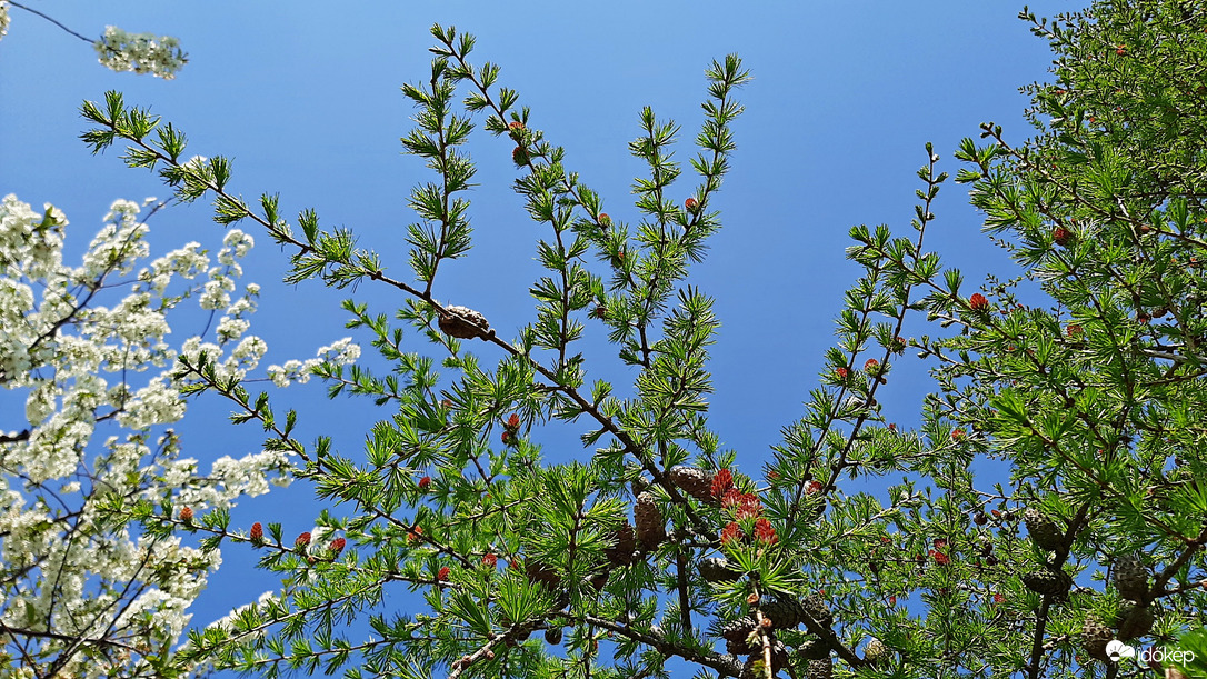 Lombhullató fenyő :)