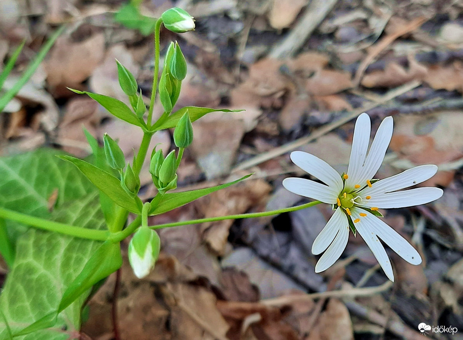 Egy bájos szépség - Olocsáncsillaghúr :)