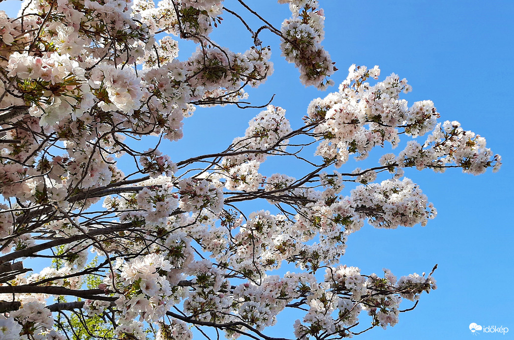 Dús virágzatú valamilyen díszfa, ami mellett nem tudtam fotózás nélkül elmenni 2. :)