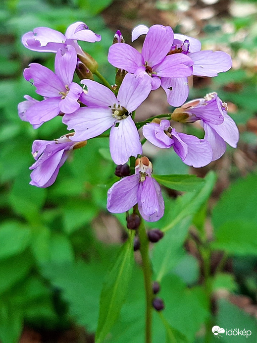 Egy szerény erdei szépség :)