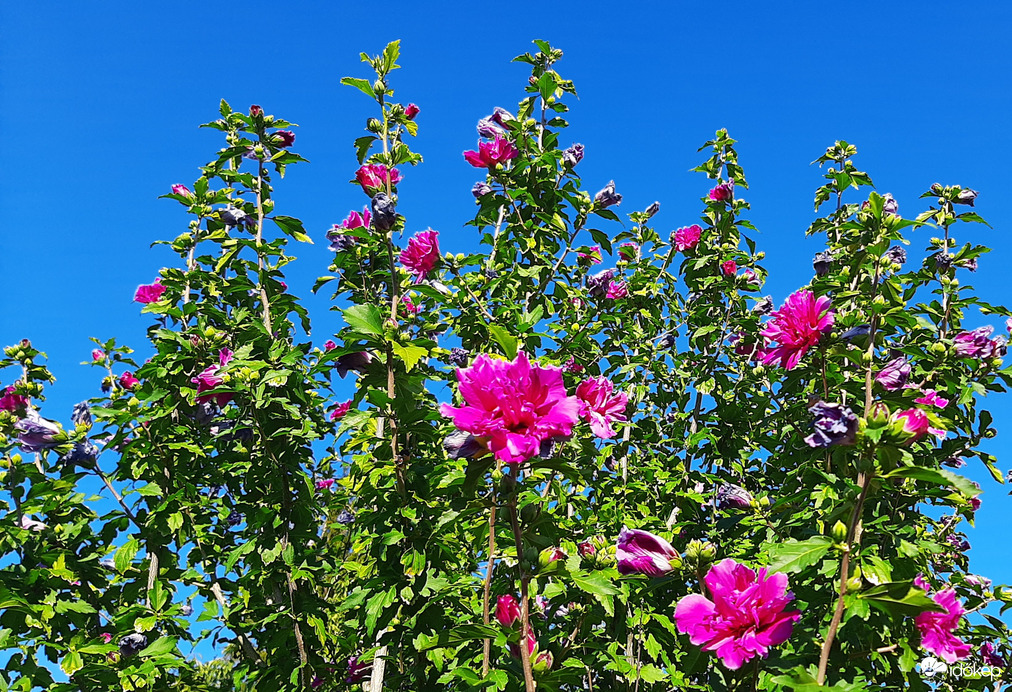 Mályvacserje a kék ég alatt :)