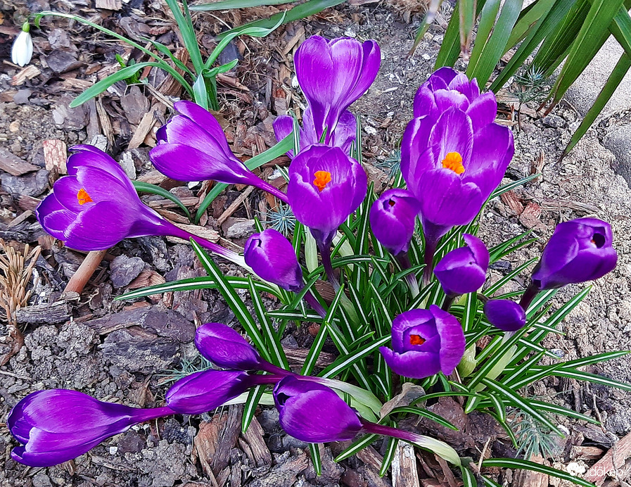 Mély lila krókuszok 1. :)