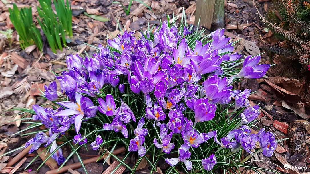 Mély lila krókuszok 2. :)