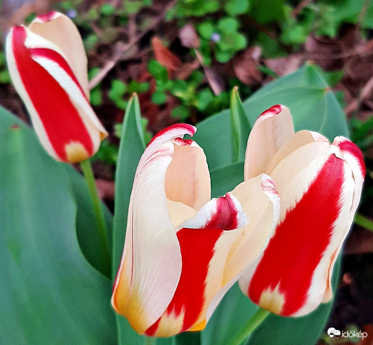 Márciusi első tulipánok... :)