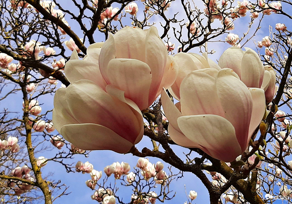 Még egy kis magnólia... :)