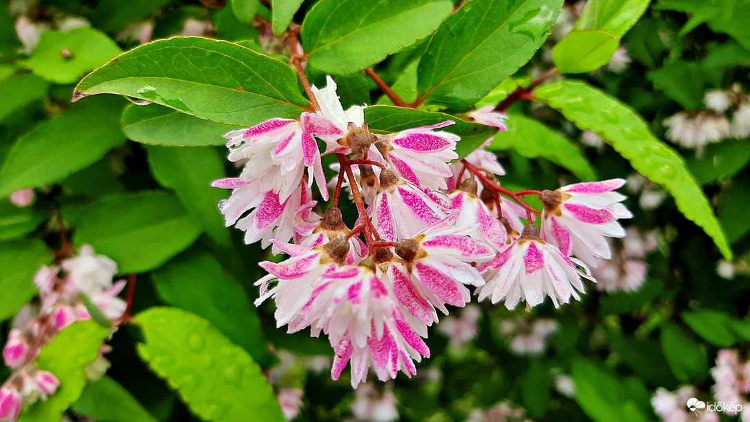 Számomra ismeretlen bokor szépséges virágzata... 1. :)