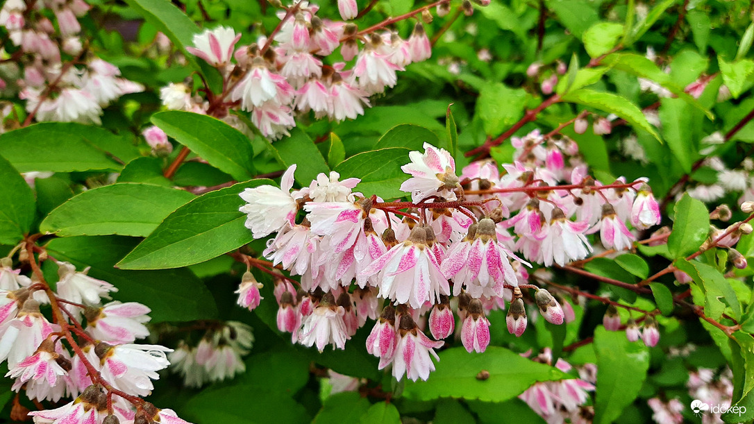 Számomra ismeretlen bokor szépséges virágzata... 2. :)