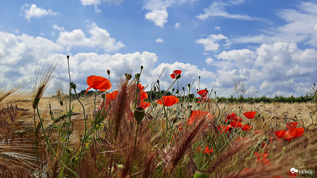 Pipacsos-kék eges-felhős 2. :)