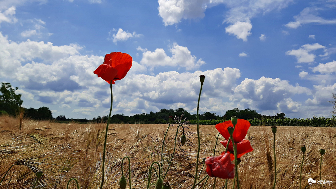 Egy kimagasló példány... :)