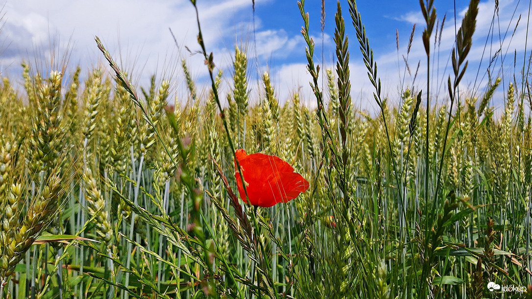Pipacs egymagában :)