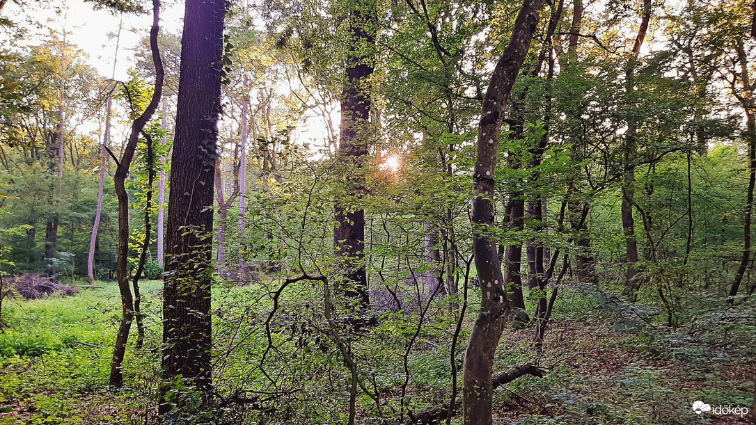 Erdő mélyén a lemenő nap fényében 3. :)