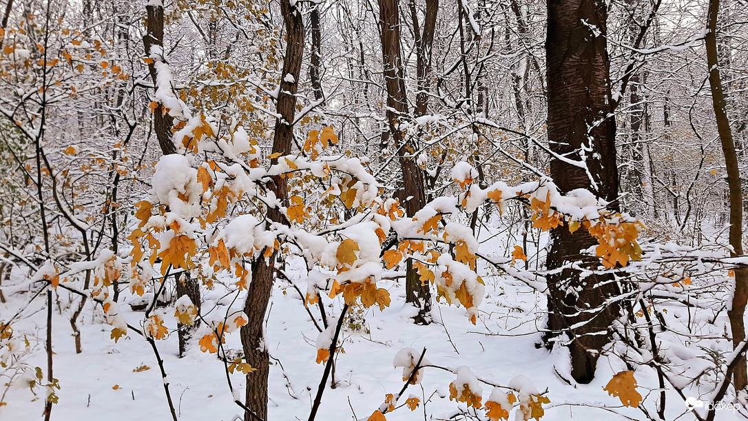 Ősz és tél nálunk is találkozott 2. :)