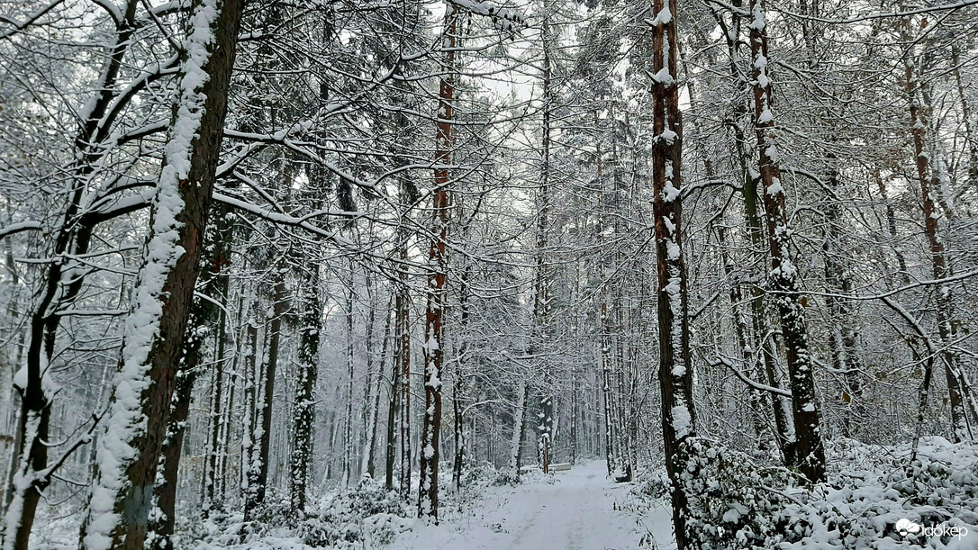 Havas erdőrészlet 6. :)