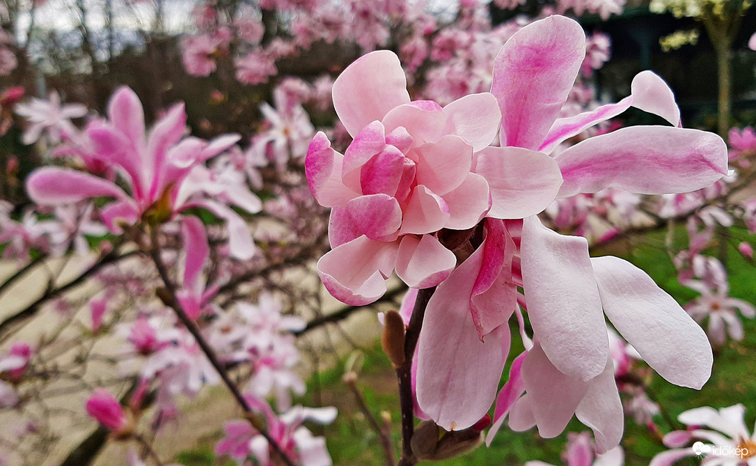 Csillagvirágú liliomfa (Magnolia stellata) 1. :)