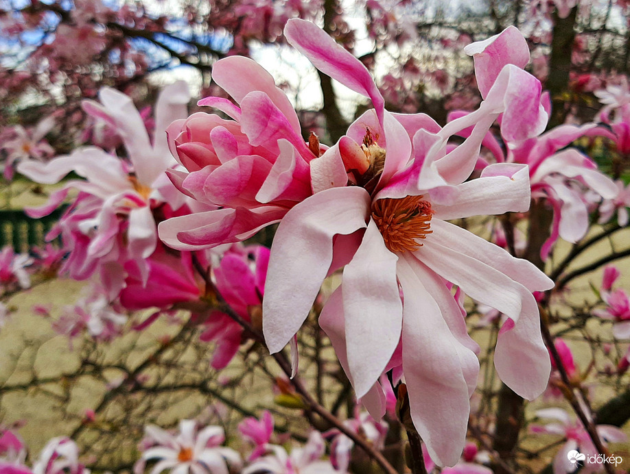 Csillagvirágú liliomfa (Magnolia stellata) 3. :)