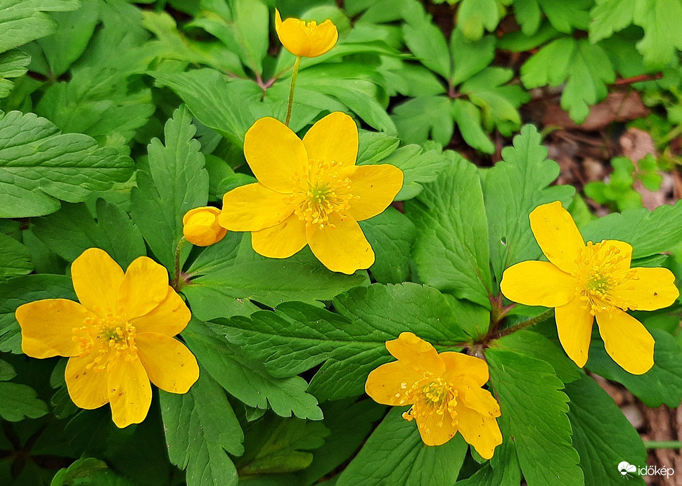 Bogláros szellőrózsa :)