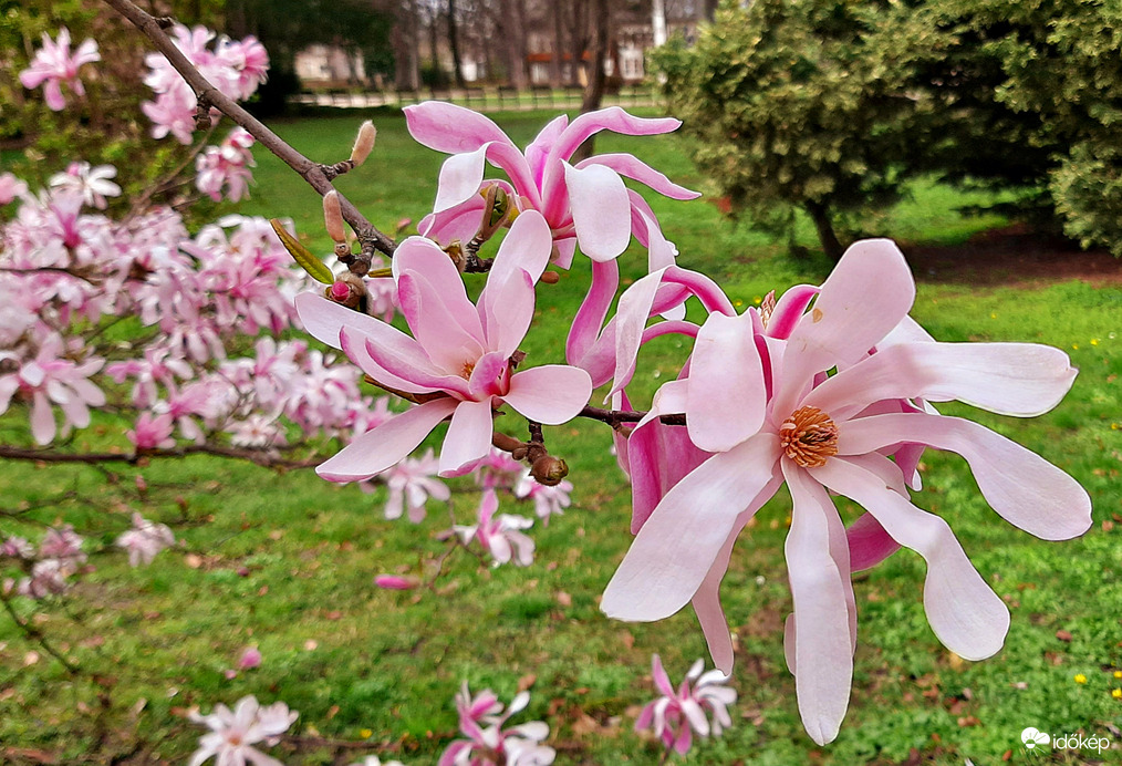 Csillagvirágú liliomfa (Magnolia stellata) 6. :)