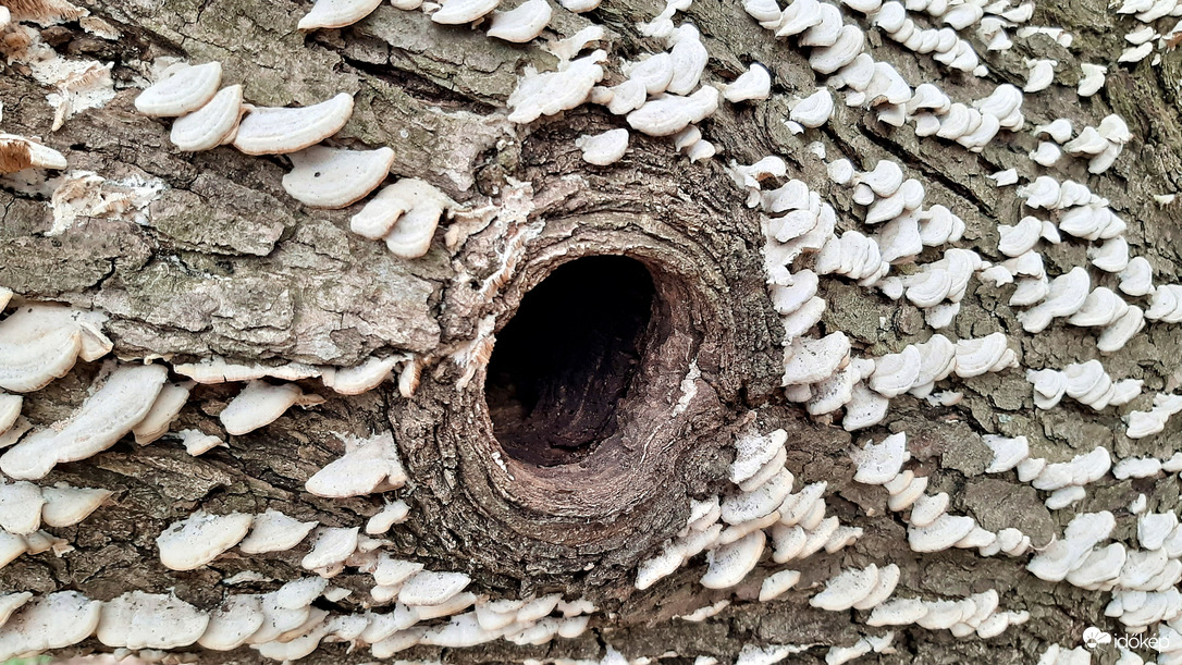 "Jajj, megtámadtak a gombák!" - Kiált a fa törzse... :)