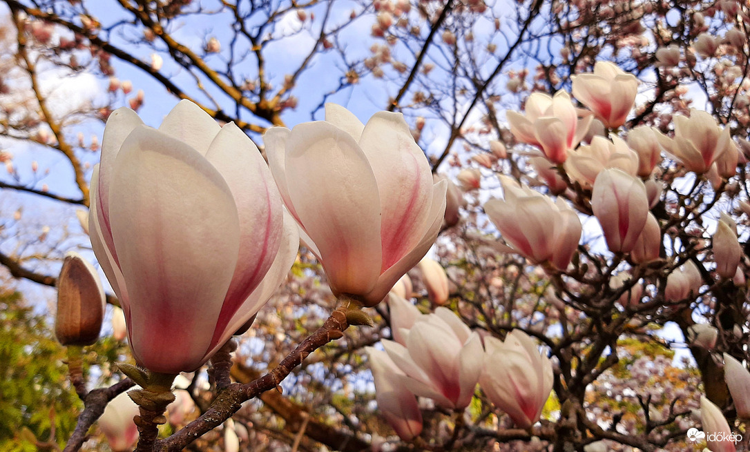 Magnólia virágzása 2. :)