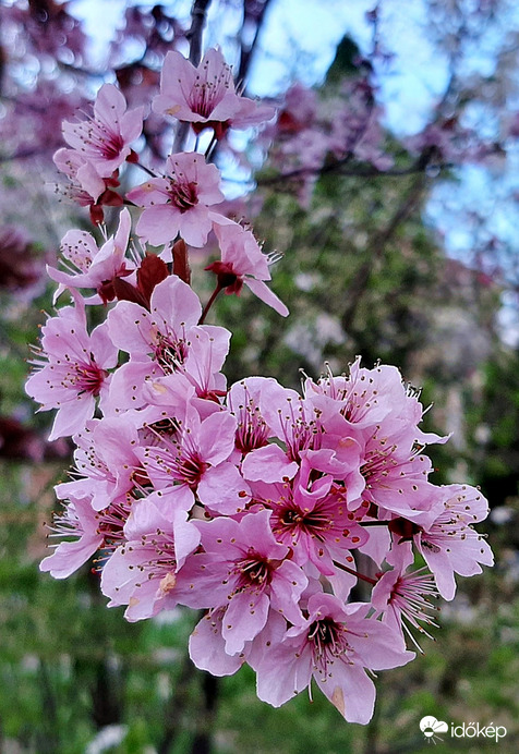 Vérszilva virágzása 2. :)