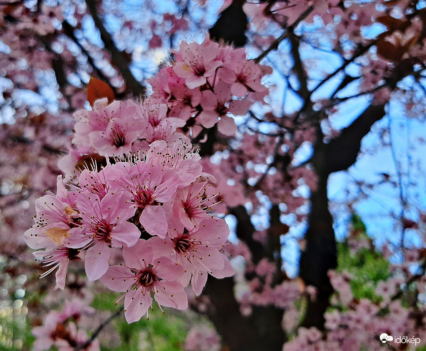 Vérszilva virágzása 3. :)