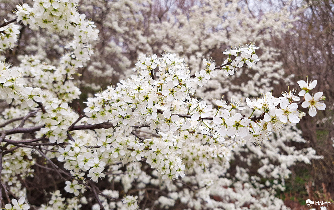 Kökény virágzása 1. :)