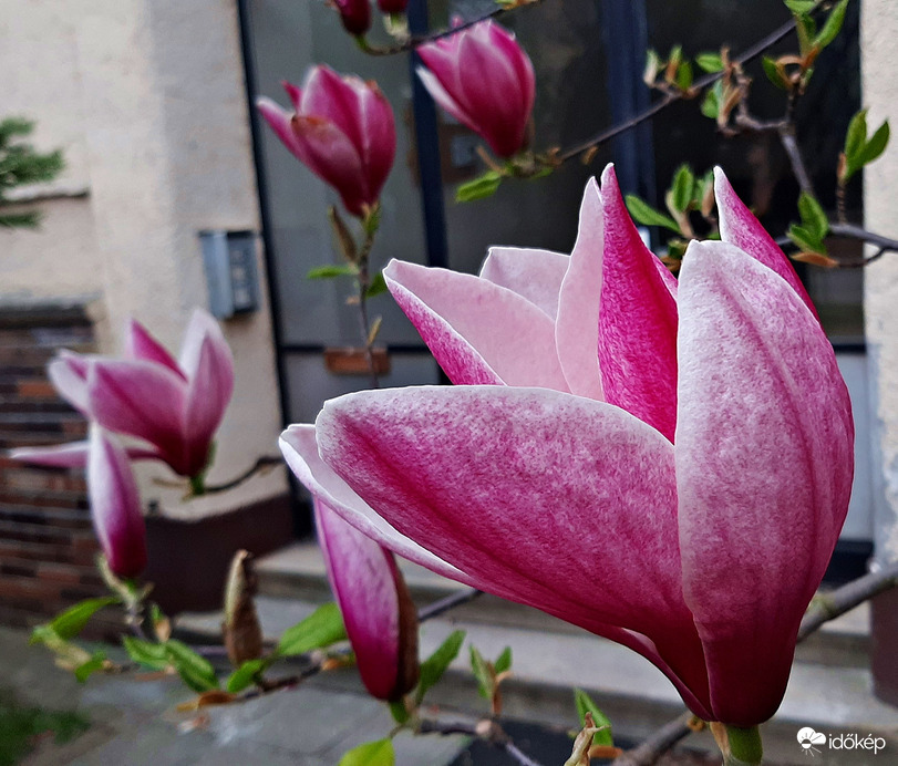 Magnólia virágzása 1. :)