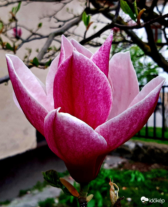Magnólia virágzása 2. :)