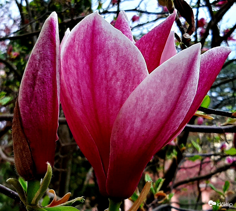 Magnólia virágzása 3. :)