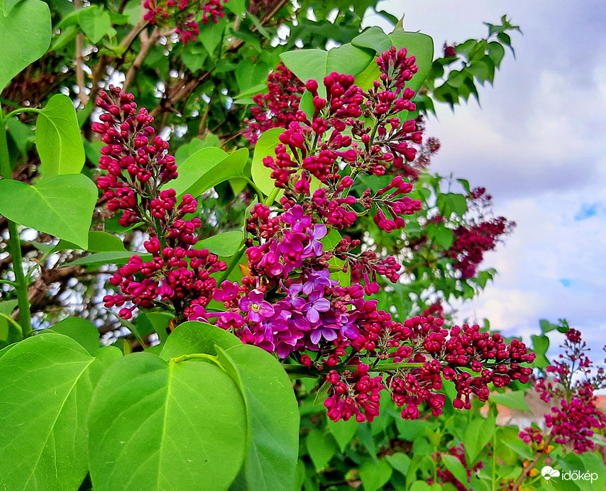 Orgona félig már kinyílva... :)