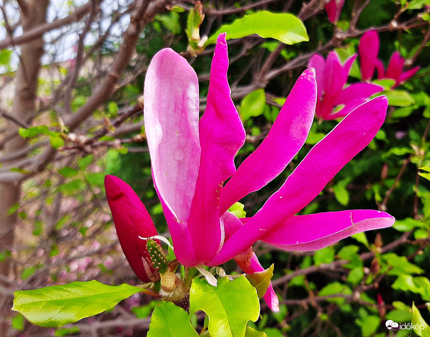 Kínai liliomfa 2. :)