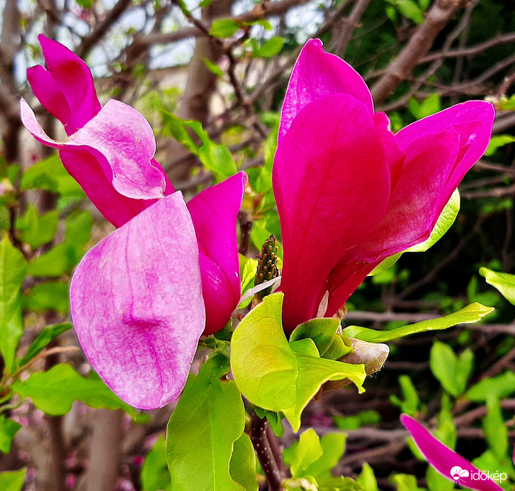 Kínai liliomfa 3. :)