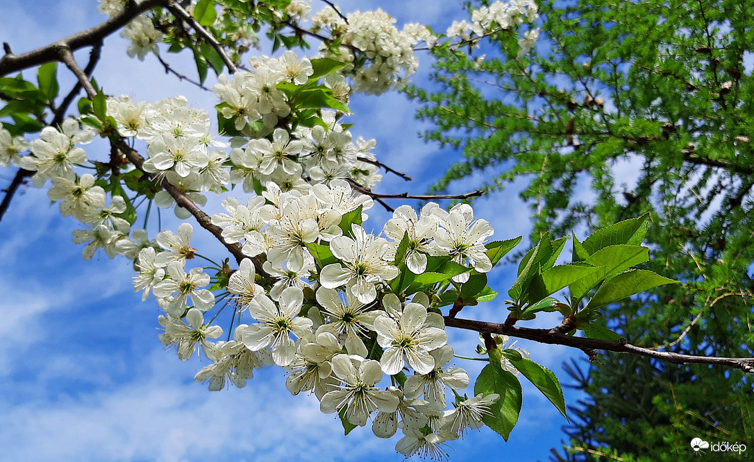 Meggyfa virágzása 1. :)