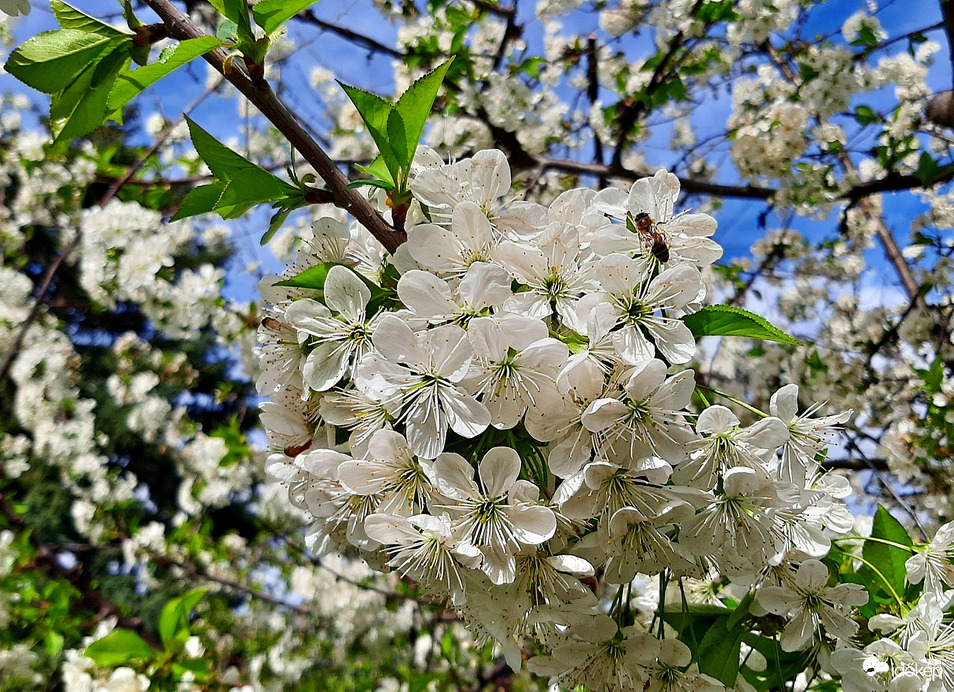 Meggyfa virágzása 3. :)