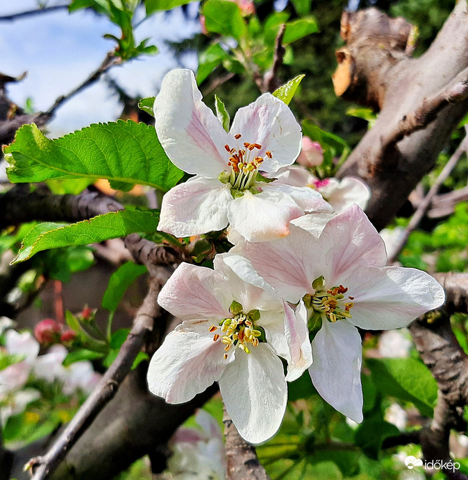 Almafa virágzása 3. :)