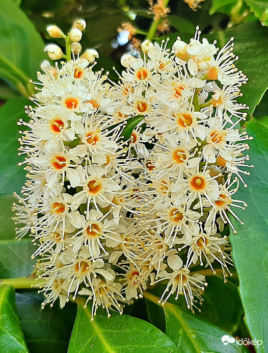 Babérmeggy virágzása :)