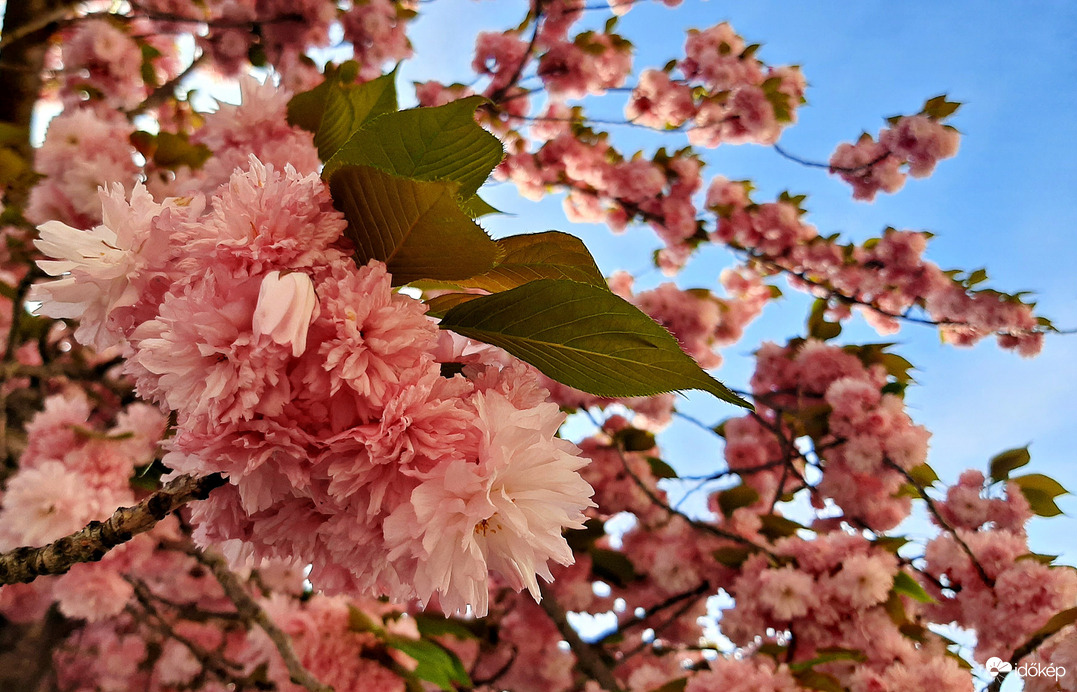 Japán díszcseresznye teljes pompájában 5. :)