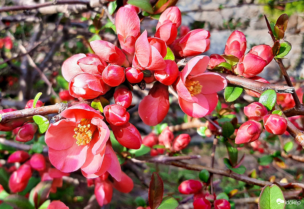 Még egy kis japánbirs 1. :)