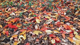 Változatos színekben pompázó levélszőnyeg :)