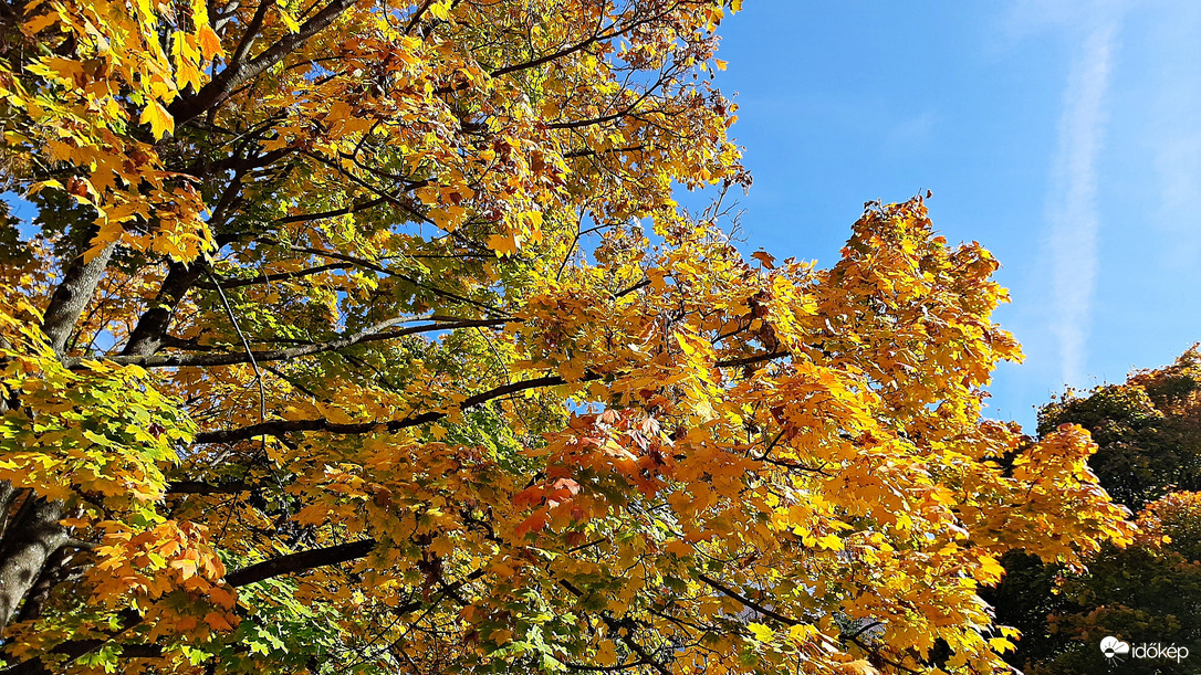 Sárguló juhar a kék ég alatt... :)