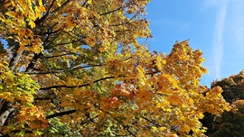 Sárguló juhar a kék ég alatt... :)