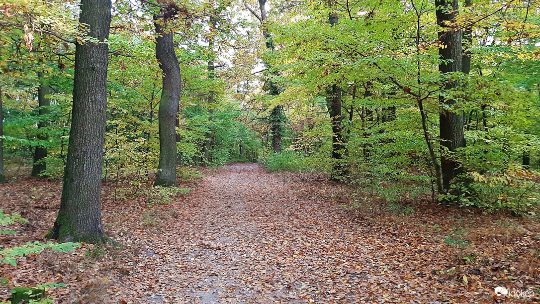 Zöld erdőben, színes levélszőnyeg... :)