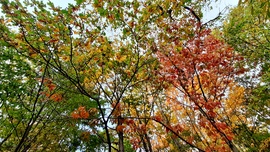 Zöld, sárga, piros... :)