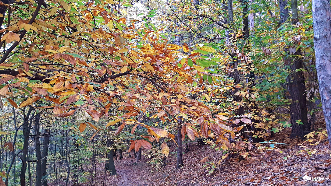 Őszülő szelídgesztenye :)