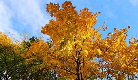 Aranyló juhar a kék ég alatt 1. :)