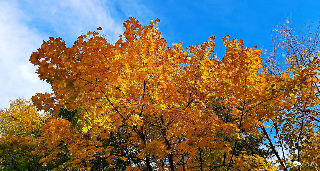Aranyló juhar a kék ég alatt 2. :)