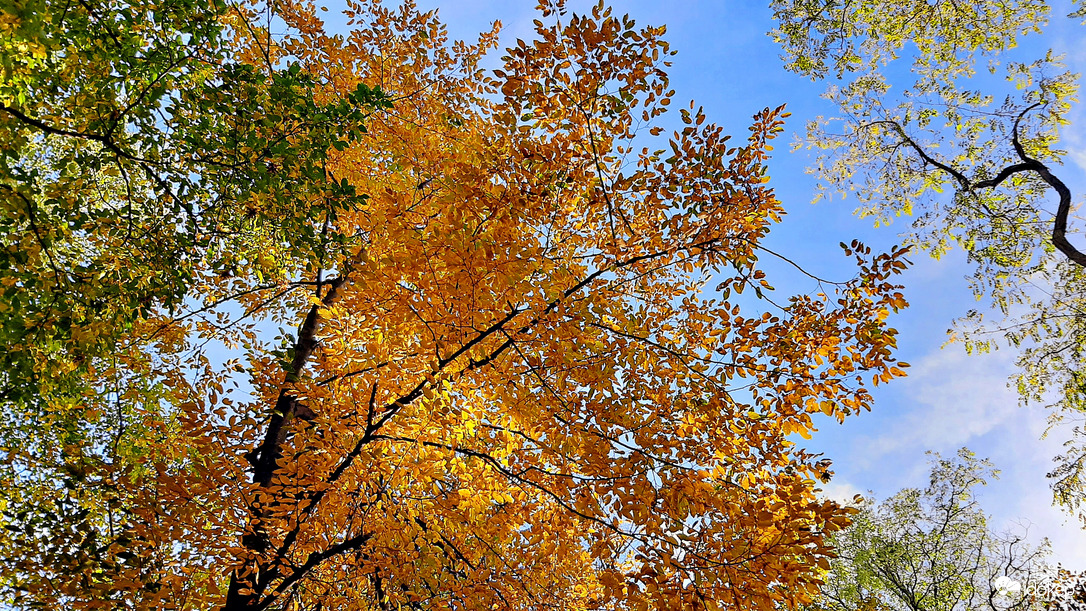 Őszi színek a Soproni Parkerdőben 1. :)