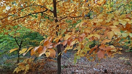 Őszi színek a Soproni Parkerdőben 5. :)