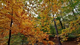 Őszi színek a Soproni Parkerdőben 10. :)
