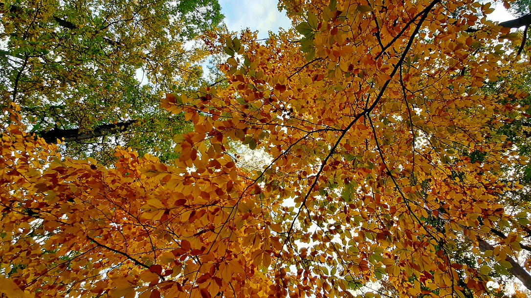 Őszi színek a Soproni Parkerdőben 12. :)